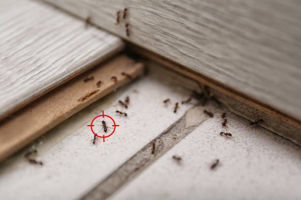 Best Exterminator Services  in Petersburg, IN